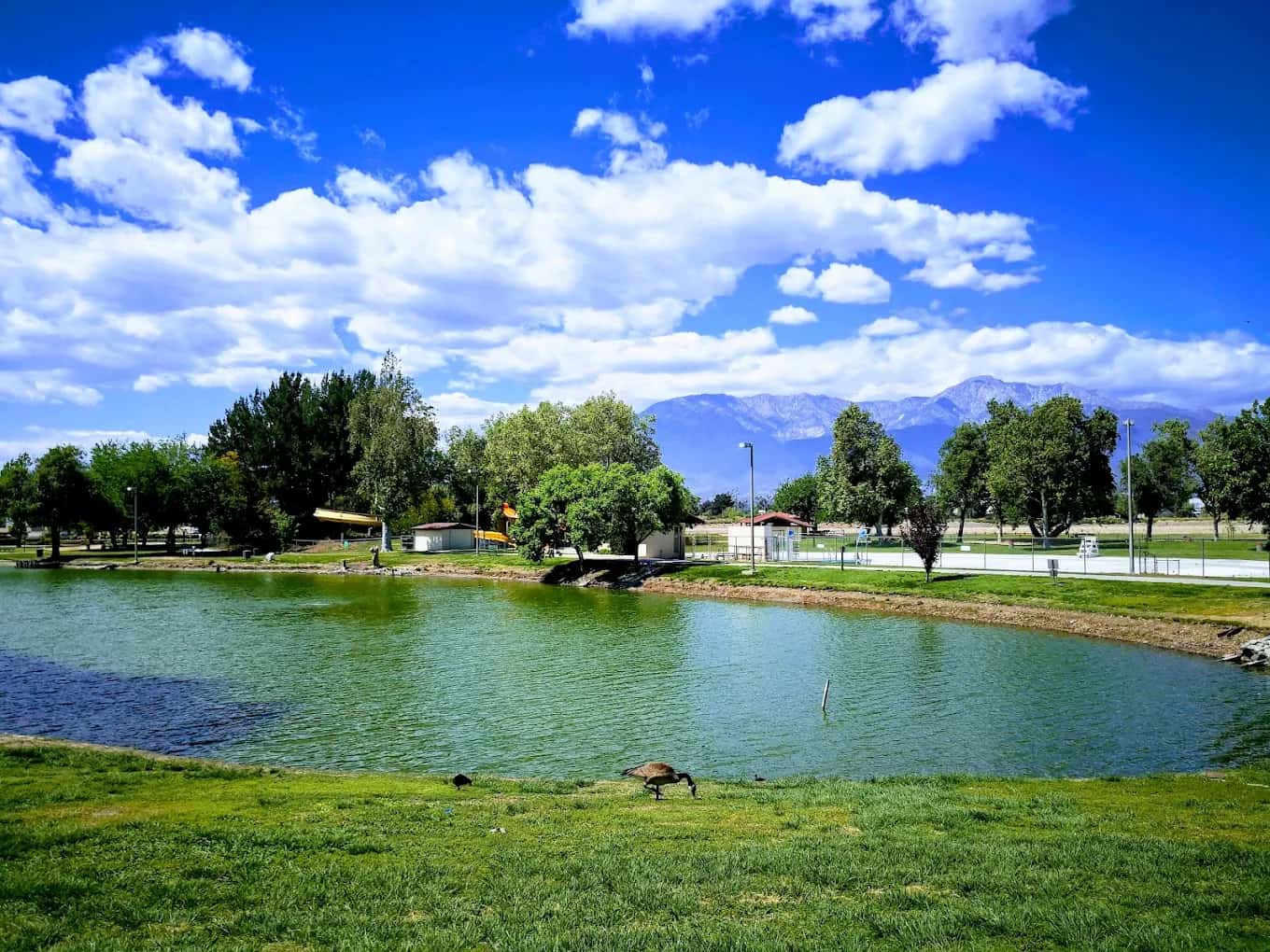 Lake with a goose on the grassy shore, trees and mountains behind at Cucamonga-Guasti Regional Park
