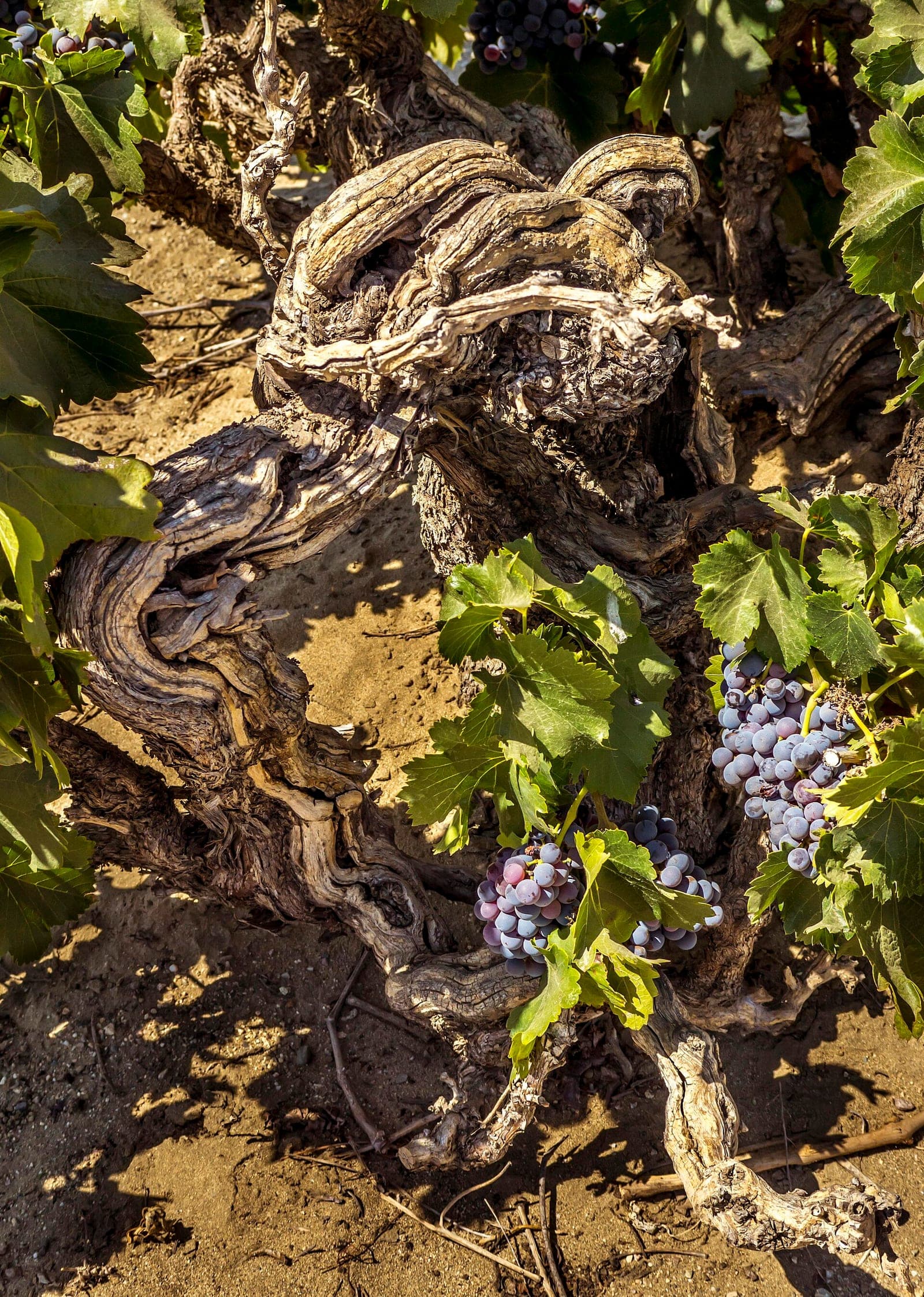 A gnarled head-trained Alicante Bouschet grapevine planted in the late 1890s at the Galleano-Cantu Ranch
